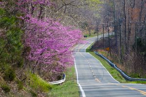 Redbuds on Rt 249 by Terri Aigner